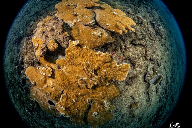 Experience Scuba - First Stop: Scuba MotionPR-2 in Vega Baja (8:00 am Start)