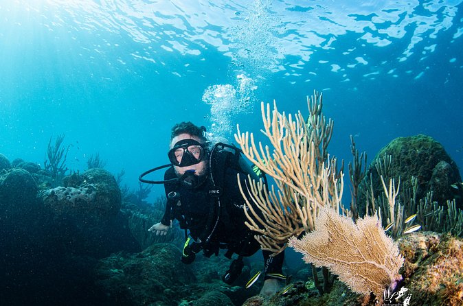 Experience Scuba - Underwater Highlights: Reefs and Wildlife You May See