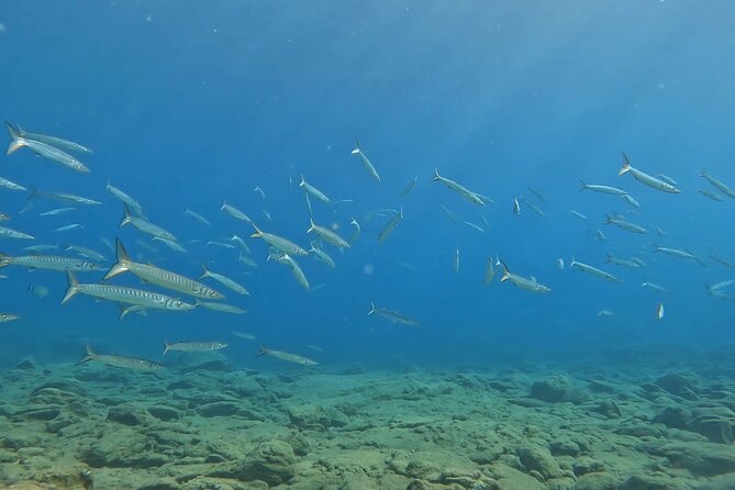 Experience Scuba Diving in Heraklion Crete - The Main Underwater Section: Sea Life Encounters You Can Actually See