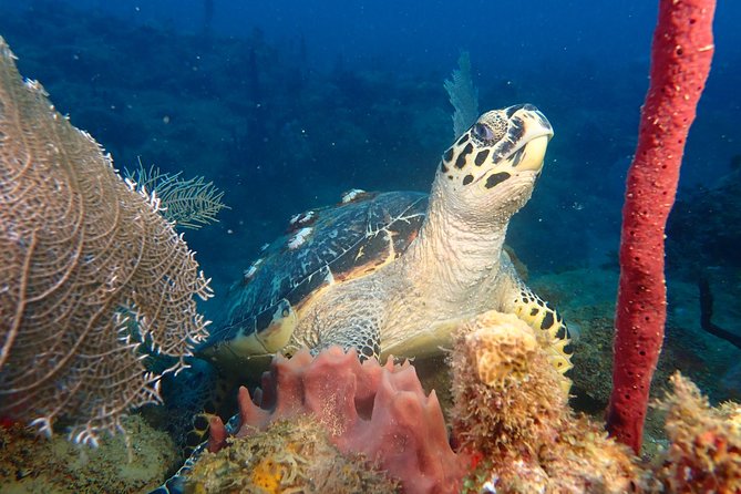 Experience Scuba Diving / NO certification Needed - Key Things I’d Watch For