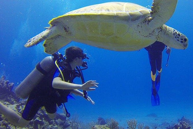 Experience Scuba Diving / NO certification Needed - From pavilion paperwork to shoreline entry: what the 2.5 hours look like