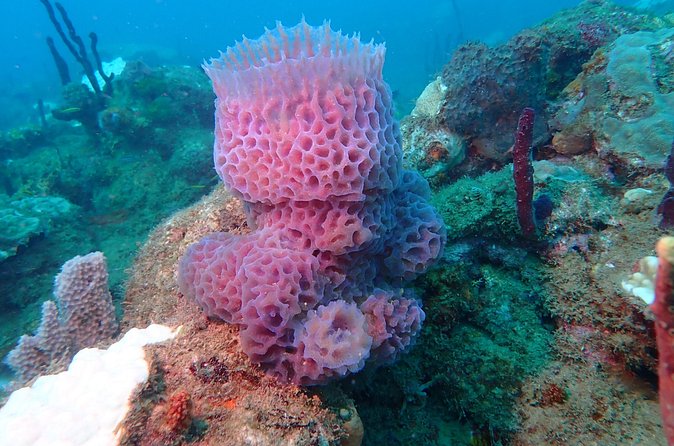 Experience Scuba Diving / NO certification Needed - Price and value in Puerto Rico: is $119 a good deal?