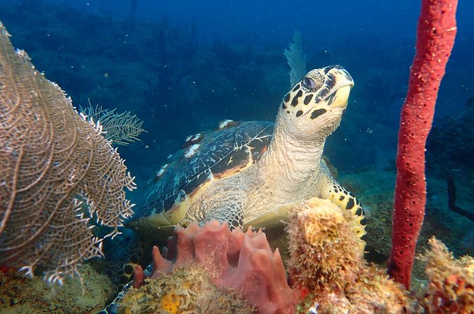 Experience Scuba Diving / NO certification Needed - Who should book this and who should think twice