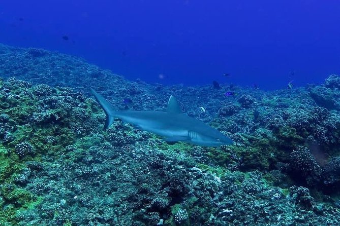 Exploration dives - When weather changes, the plan still has options