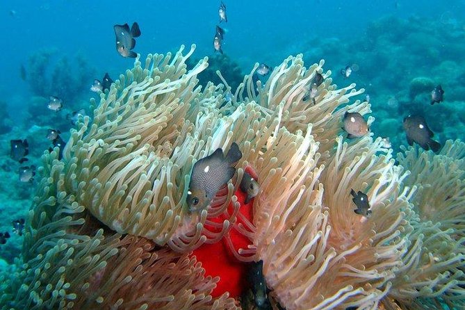 Exploration dives for experienced divers - Paperwork and medical checks that protect the whole group