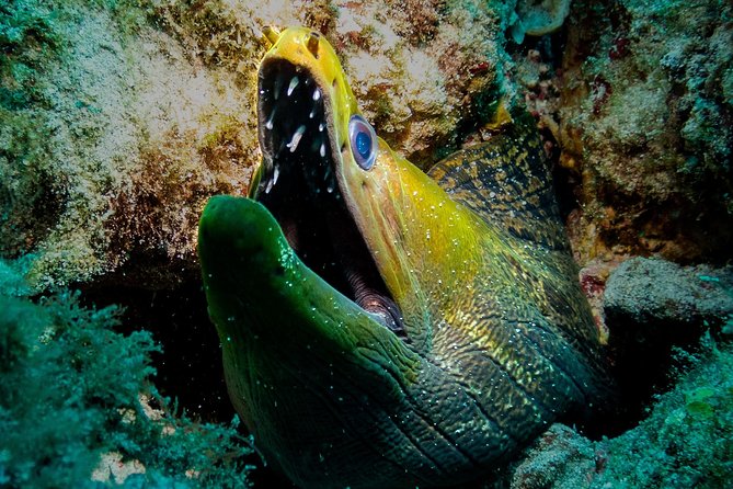 Exploration dives for experienced divers - Small-group advantage: max 7 means more attention