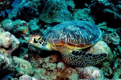 Exploration dives for experienced divers - Getting geared up: the part that sets the tone
