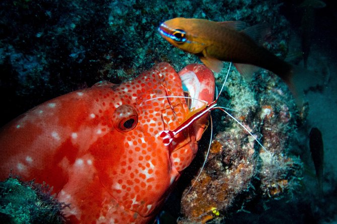 Exploration dives for experienced divers - Price and value: $63.97 for an organized day