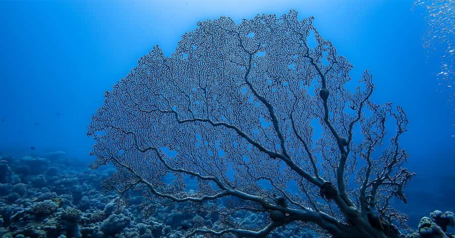 Explore Aqaba's Depths: Scuba Diving Tour, with Hotel Pickup - Equipment and Instruction: Modern Gear, Real Support