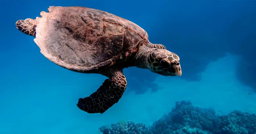 Explore Aqaba's Depths: Scuba Diving Tour, with Hotel Pickup - Timing That Works (and One Limitation to Note)
