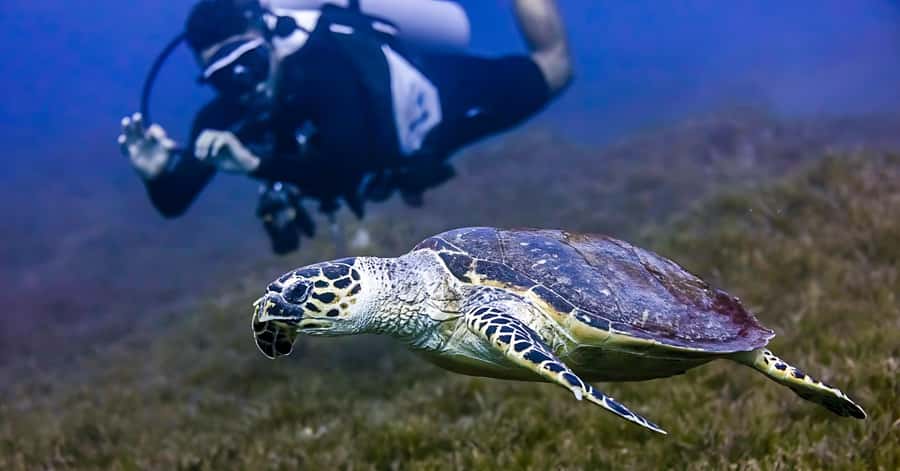 Explore Aqaba's Depths: Scuba Diving Tour, with Hotel Pickup - Price and Value: Why $66 Feels Fair for This Package