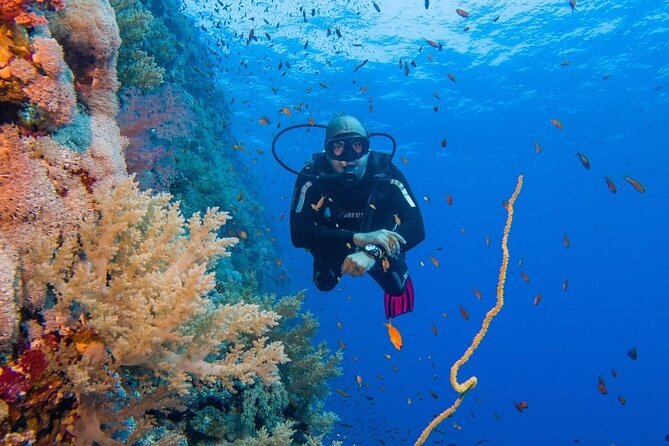 Explore Hurghada Two Thrilling Boat Dives for Certified Divers - Key Highlights Worth Booking