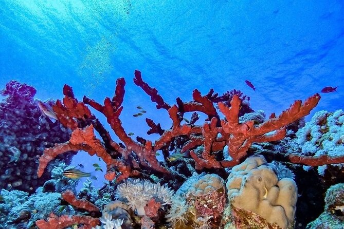 Explore Hurghada Two Thrilling Boat Dives for Certified Divers - Boat Comfort and a Small Group Feel (Max 25)