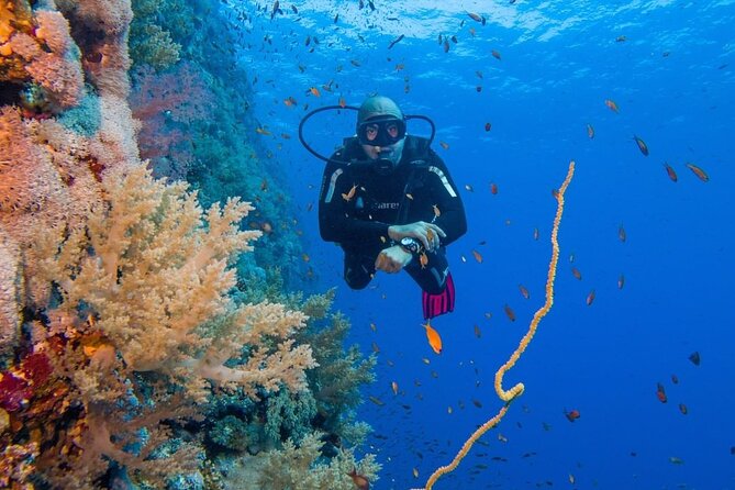 Explore Hurghada Two Thrilling Boat Dives for Certified Divers - What’s Included vs Not: Gear Planning to Avoid Hassles