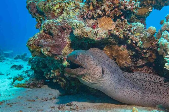 Explore Hurghada Two Thrilling Boat Dives for Certified Divers - Price Check: Is $52.27 Good Value?