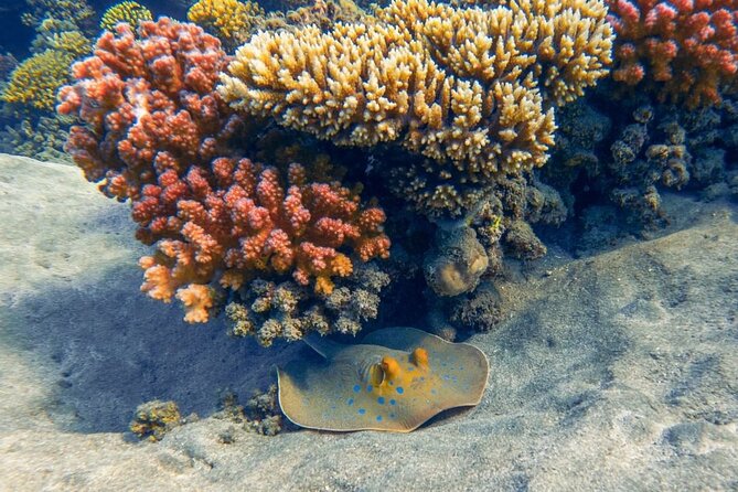 Explore Hurghada Two Thrilling Boat Dives for Certified Divers - Who This Trip Suits Best in Your Hurghada Plan