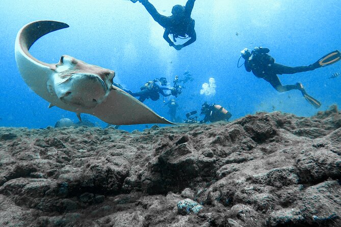 First Dive Experience in Tenerife - Price and logistics: what $90.51 buys you in real life