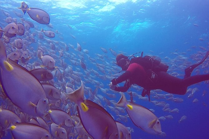 First Diving Experience Try Dive - Sal, Santa Maria, and what you’re really buying for $119.48