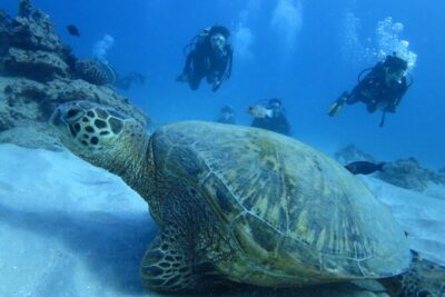 First Diving Experience Try Dive - From 2:00 pm pickup to being back in Santa Maria