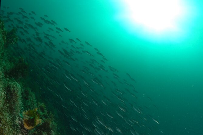 First Time Diver Scuba Experience - The 6-Meter Limit: Less Pressure, More Wonder