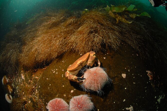 First Time Diver Scuba Experience - Price and Value: What $213.82 Really Buys You
