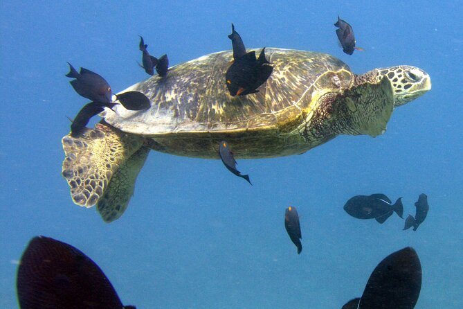 First Time Introductory Scuba Dive - Wildlife You’ll Want to Look For (And How Small Groups Help)