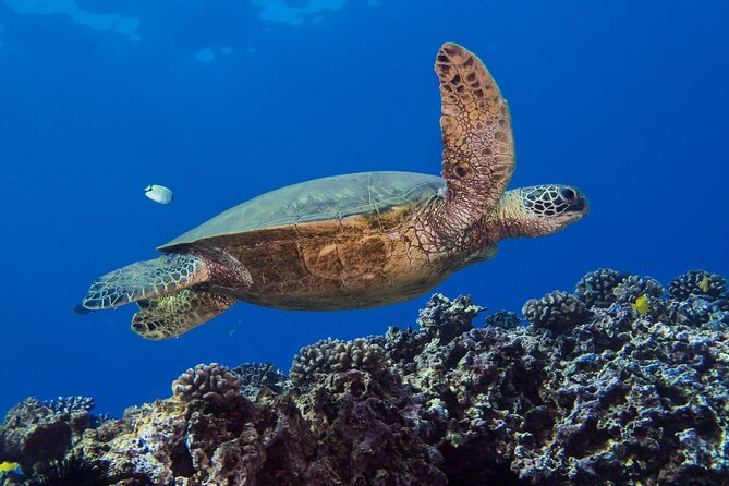 First Time Introductory Scuba Dive - Who This Ought to Suit Best in Oahu