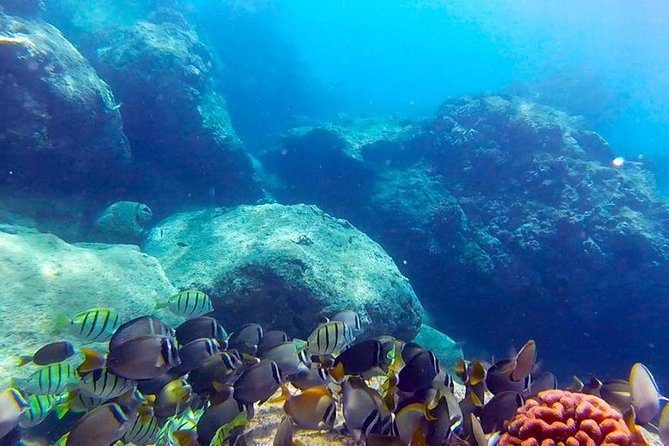 First-Time Scuba Diving in Honolulu + Free Videos - Key Reasons to Book