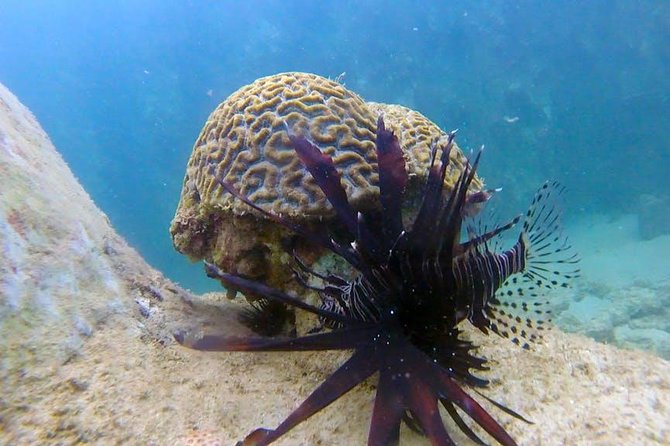 First-Time Scuba Diving in Honolulu + Free Videos - Who This Honolulu Scuba Session Fits Best (and Who Might Want a Different Plan)