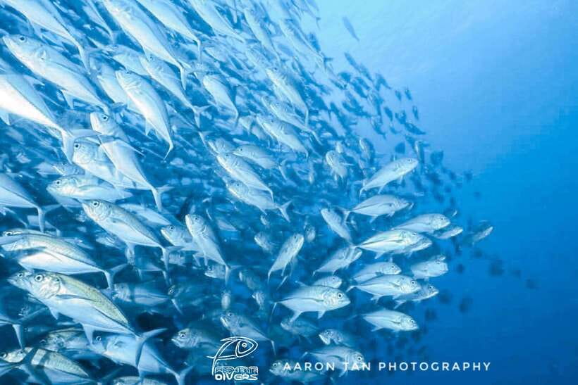 Fisheye Divers: Discover Scuba Diving - Key things that make this experience work