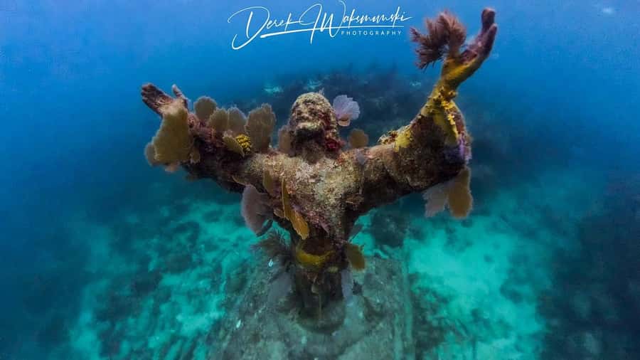Florida Keys: Scuba Diving & Snorkeling Reef Trip - Price and Value: Is $80 Worth It for a 4-Hour Reef Plan?