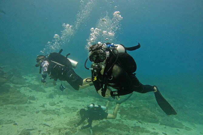 From Abu Dhabi: 2 Dives for Certified Divers in Fujairah - Key highlights you should care about