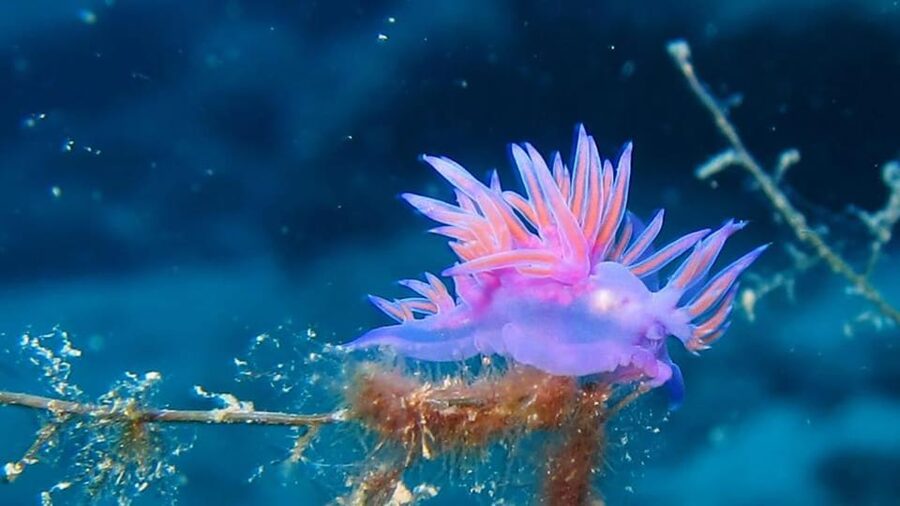 From Alanya: Scuba Diving Tour with Hotel Transfers - Equipment and crew support: why beginners don’t feel left behind