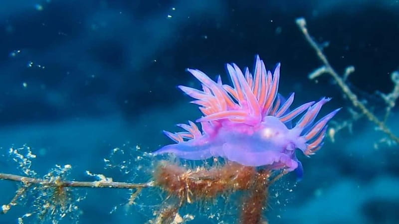 From Alanya: Scuba Diving Tour with Hotel Transfers - Lunch, photos, and what you’ll want to budget for