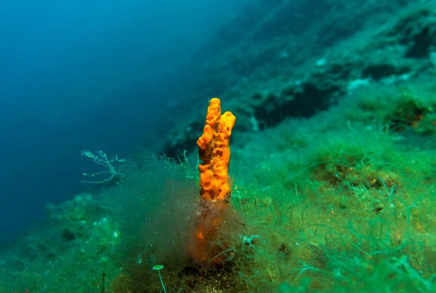 From Athens: Scuba Diving at the Blue Hole - From Athens to the Water: Pickup, Drive Time, and Pace
