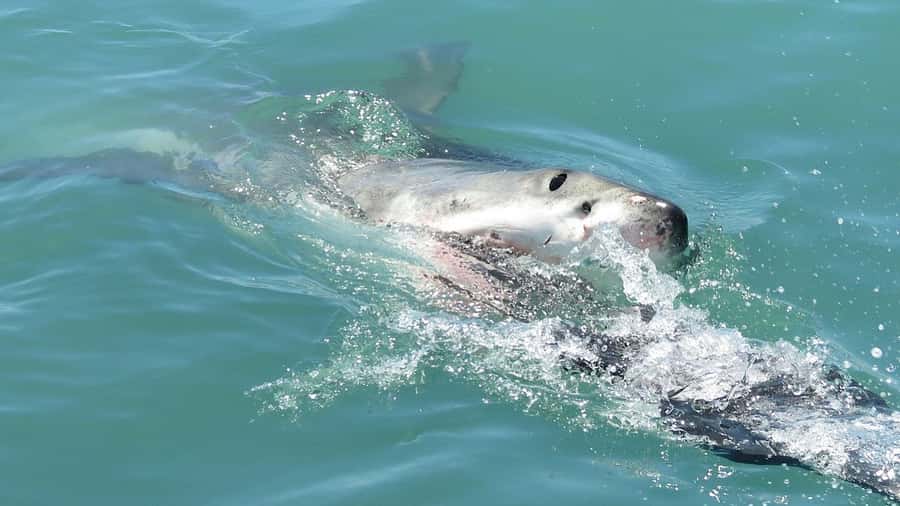 From Cape Town: Shark Cage Diving and Penguin Tour - Key highlights you’ll care about
