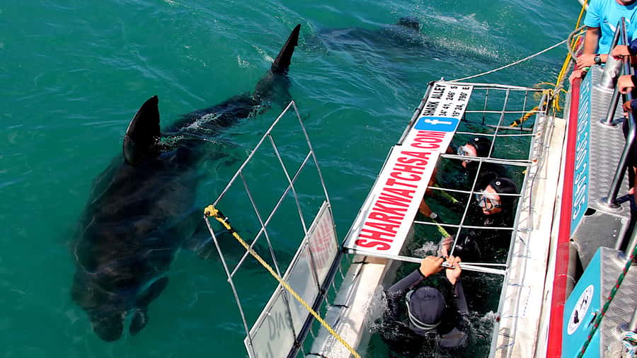 From Cape Town: Shark Cage Diving and Penguin Tour - Cape Town to Gansbaai: what a 9-hour day really means