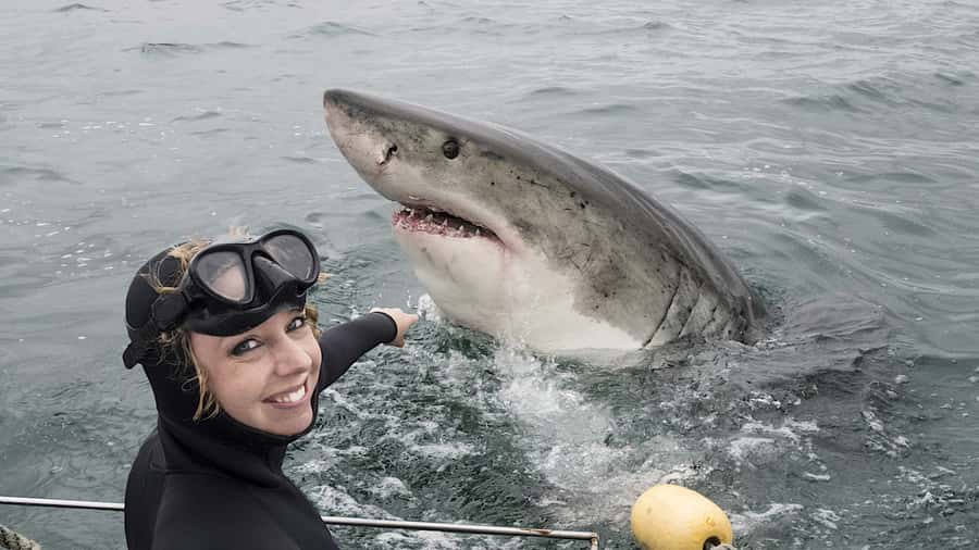 From Cape Town: Shark Cage Diving and Penguin Tour - Back on shore: shower, certificate, and the video question