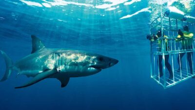 From Cape Town: Shark Cage Diving and Penguin Tour - The shark cage encounter in Gansbaai: up close, in a controlled way