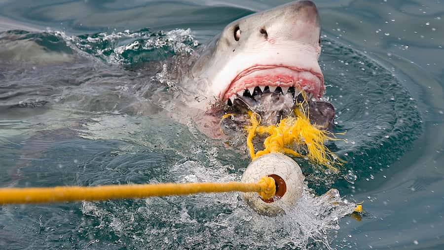 From Cape Town: Shark Cage Diving and Penguin Tour - Who should book this tour (and who should skip it)