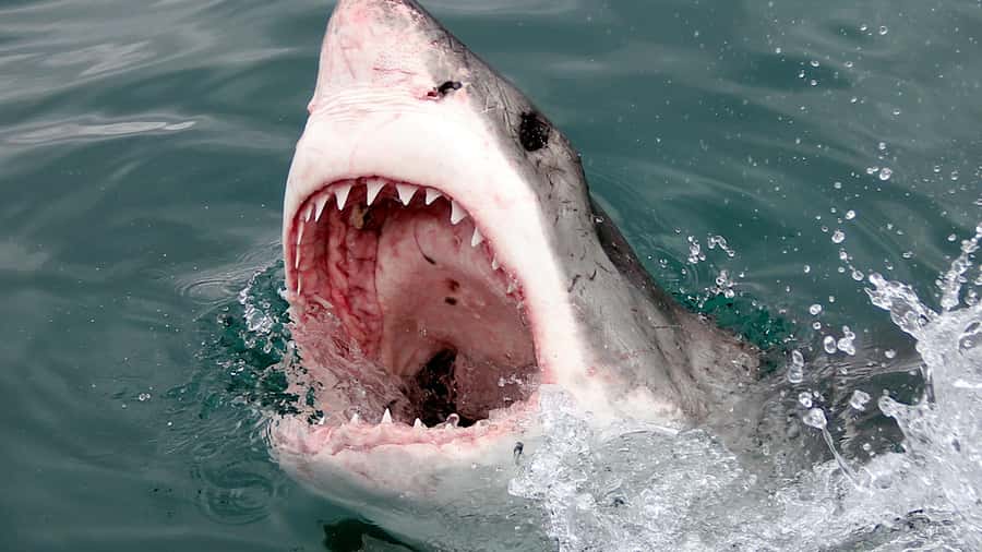 From Cape Town: Shark Cage Diving and Penguin Tour - Should you book this shark cage + penguin day?