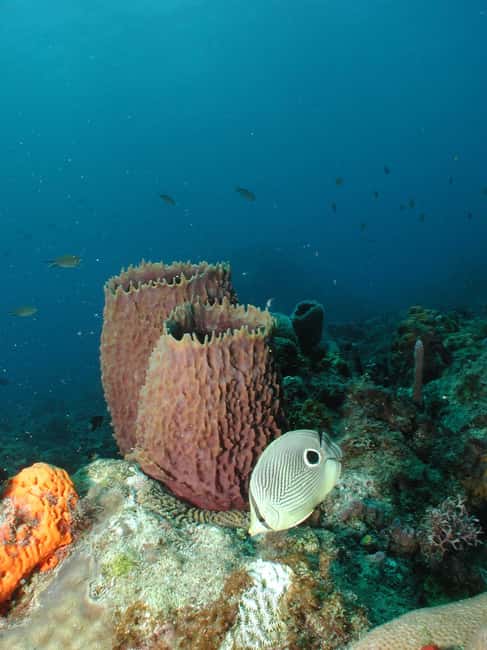 From Castries: St. Lucia Scuba Diving Excursion - Key Highlights Worth Clocks and Contact Lenses