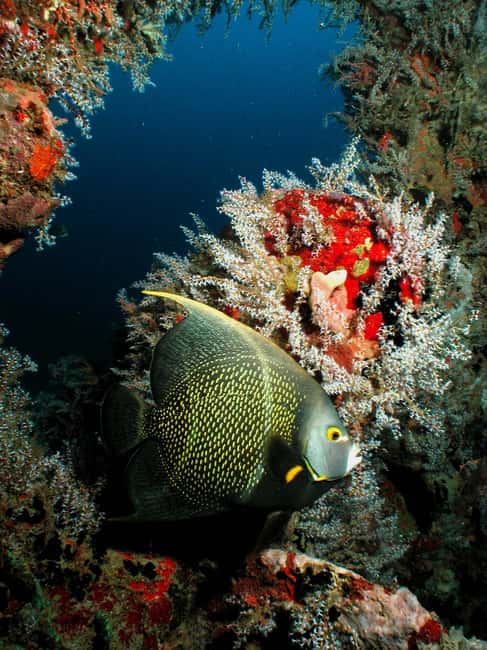 From Castries: St. Lucia Scuba Diving Excursion - Soufriere: Wall Profiles and Drift-Current Swim Options