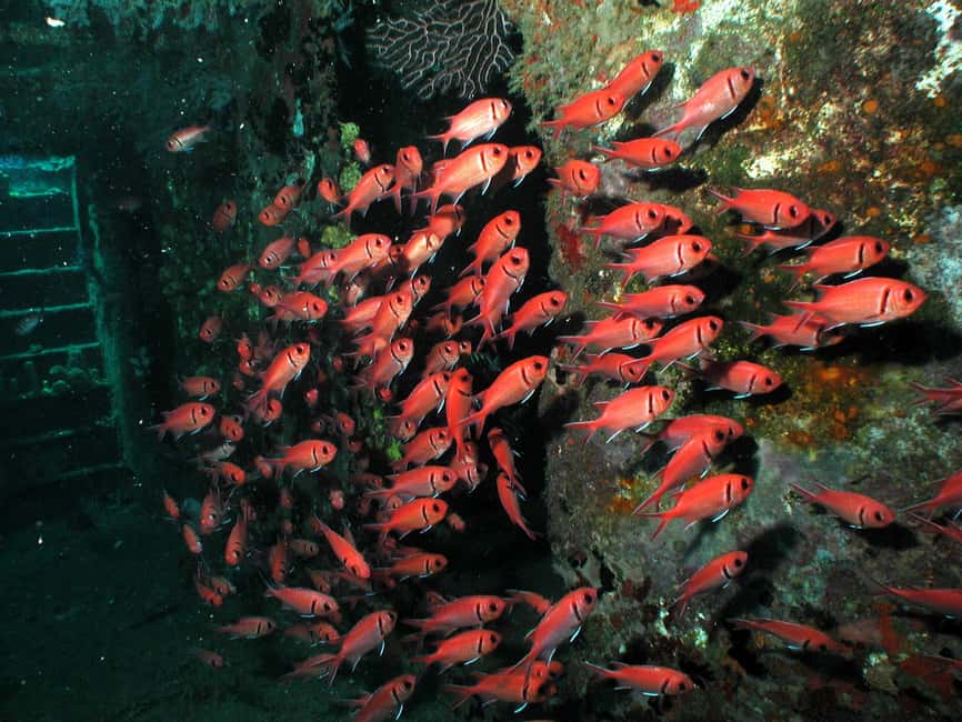 From Castries: St. Lucia Scuba Diving Excursion - Price and Real Value: What $116 Covers (and What It Doesn’t)