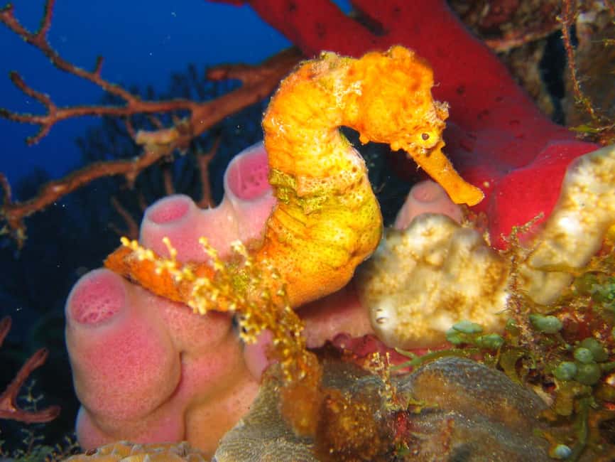 From Castries: St. Lucia Scuba Diving Excursion - Should You Book This Castries-to-Anse Cochon-and-Soufriere Excursion?