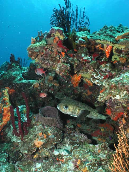From Castries: St. Lucia Scuba Diving Excursion - Anse Cochon Shipwreck Time (Plus the After-Dark Option)