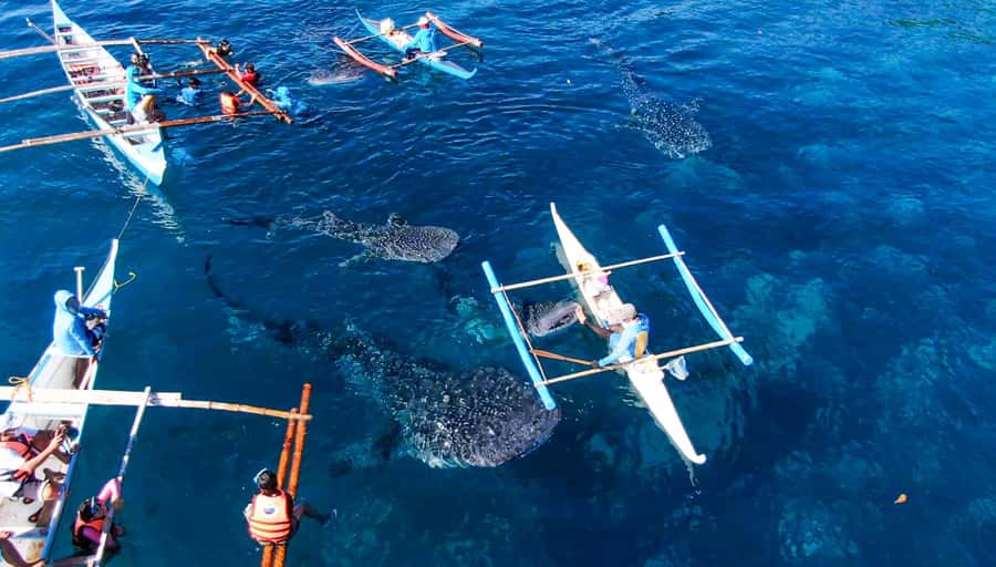 From Cebu City: Scuba Diving with Whale Sharks Trip in Oslob - Key highlights to know before you go