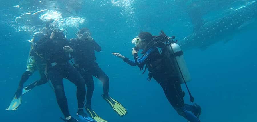 From Cebu City: Scuba Diving with Whale Sharks Trip in Oslob - Cebu City to Oslob: the 5:00 AM wake-up that’s worth it