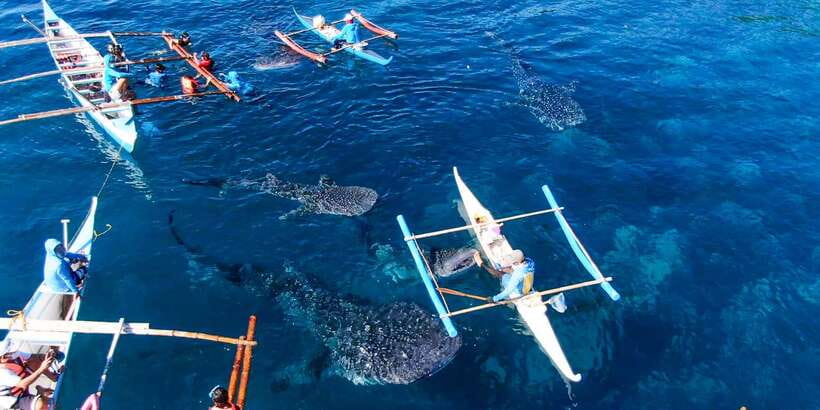 From Cebu City: Scuba Diving with Whale Sharks Trip in Oslob - Who this trip fits best
