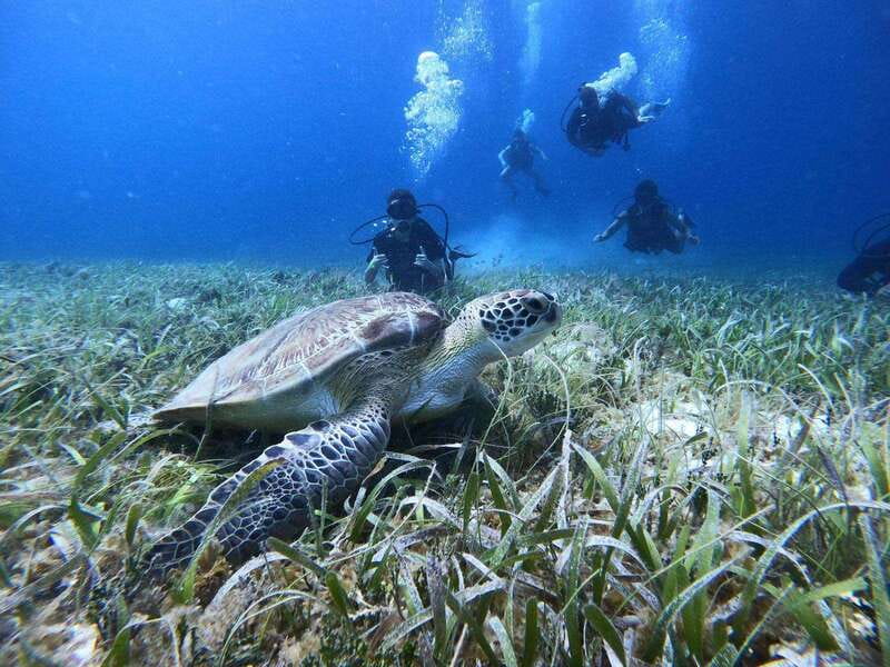 From Cozumel: Chankanaab Cozumel Scuba Diving - How the intro scuba session works for first-timers (and certified swimmers)